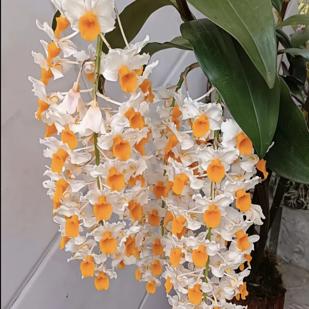 （0度以下拍保温棉） 直播链接，私拍随机发低温地区不拍保温不售后