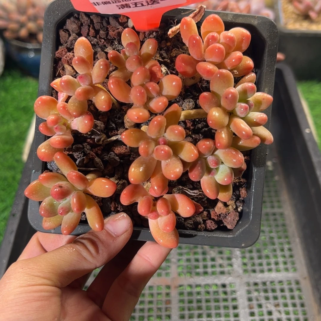 表妹精品多肉植物1063: