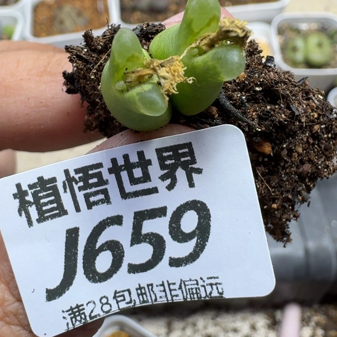 和***红的W的人生的润泽fghb