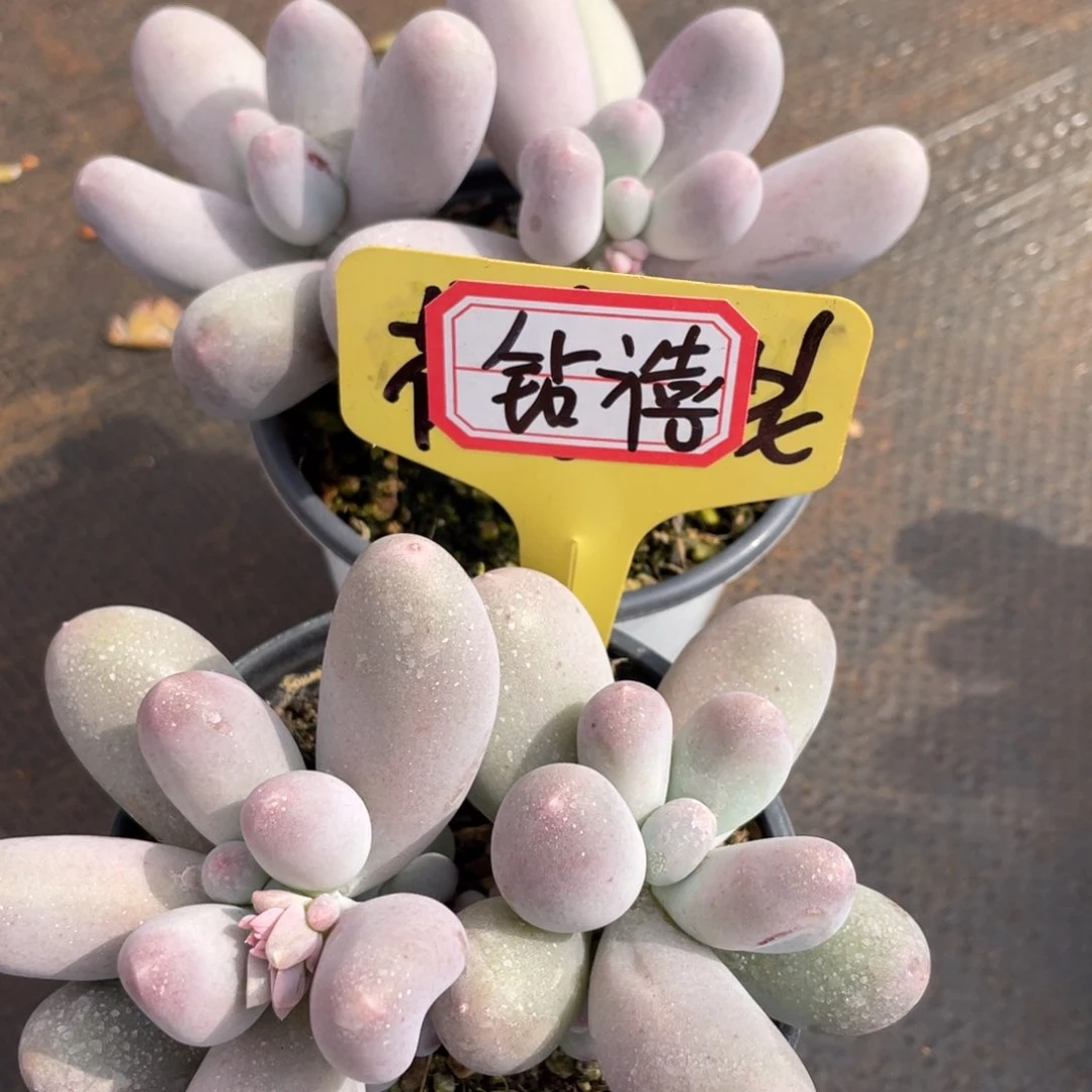 钻*姐姐真的要笑成一