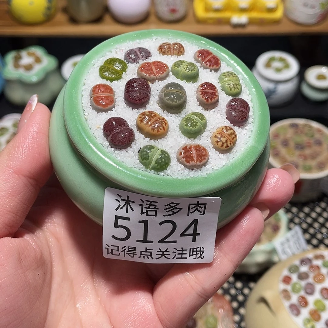 带盆土植物 一物一拍5124