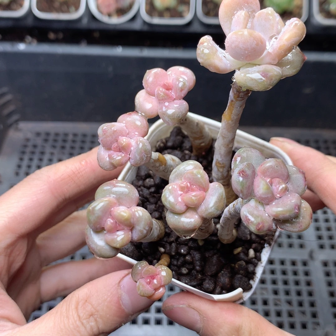 无花朵S56yyyyyyyyy