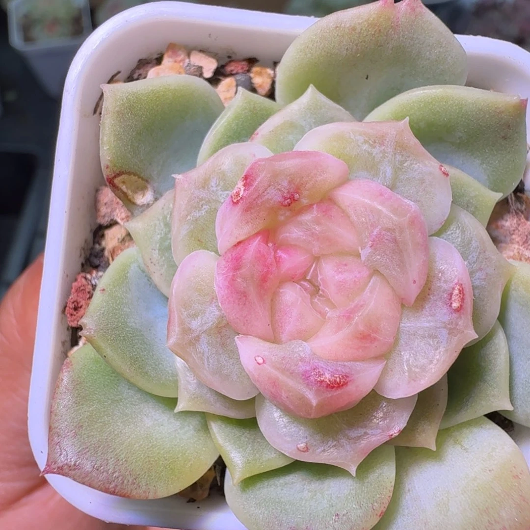 阿***杏梦幻泡影单头开播福利