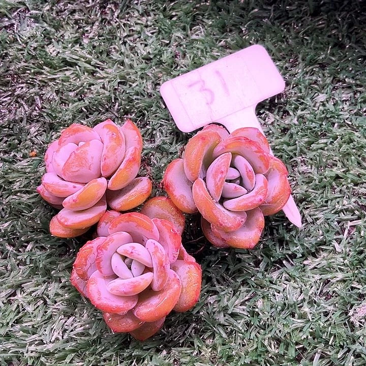s****8我是你的小可爱啊我的小可爱我