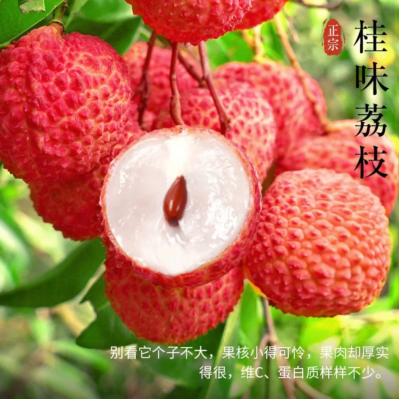 {广东专拍}高州桂味茘枝纯甜老树大果果中王
