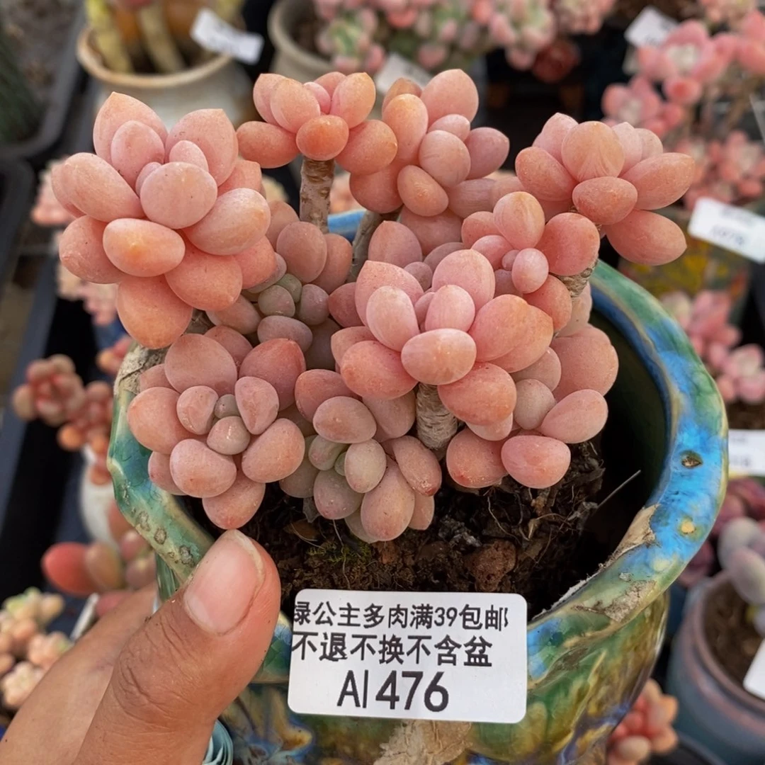 476鱼子酱多肉7c m