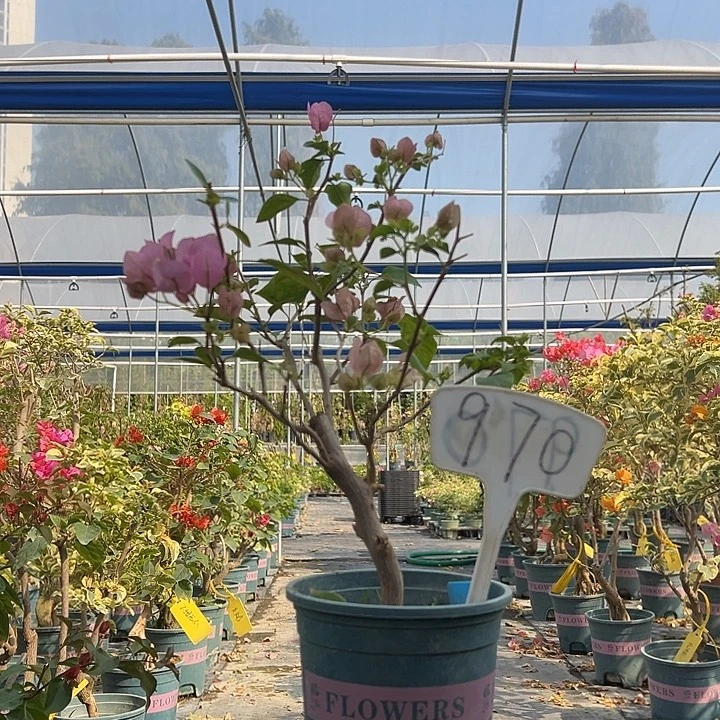 当前无花栽培后可以开花 暗斑丽人 粗杆  970