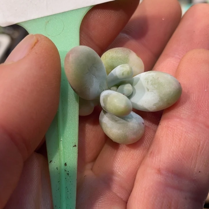 烟美人超白锦488号得啊啊多肉