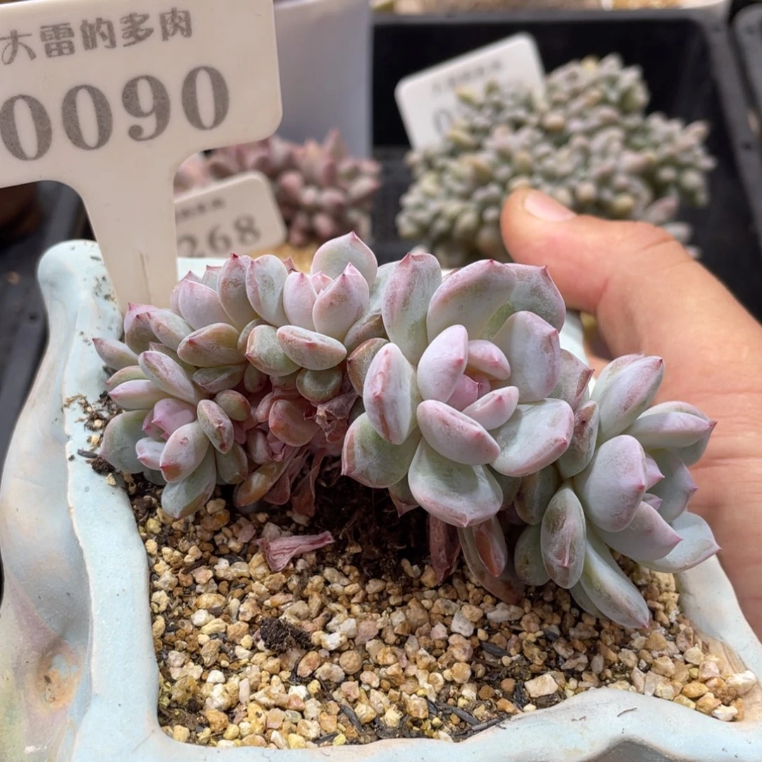 0090星星橙不带盆11厘米