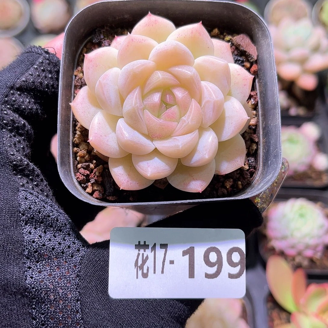 花利美17-199白桃汽水