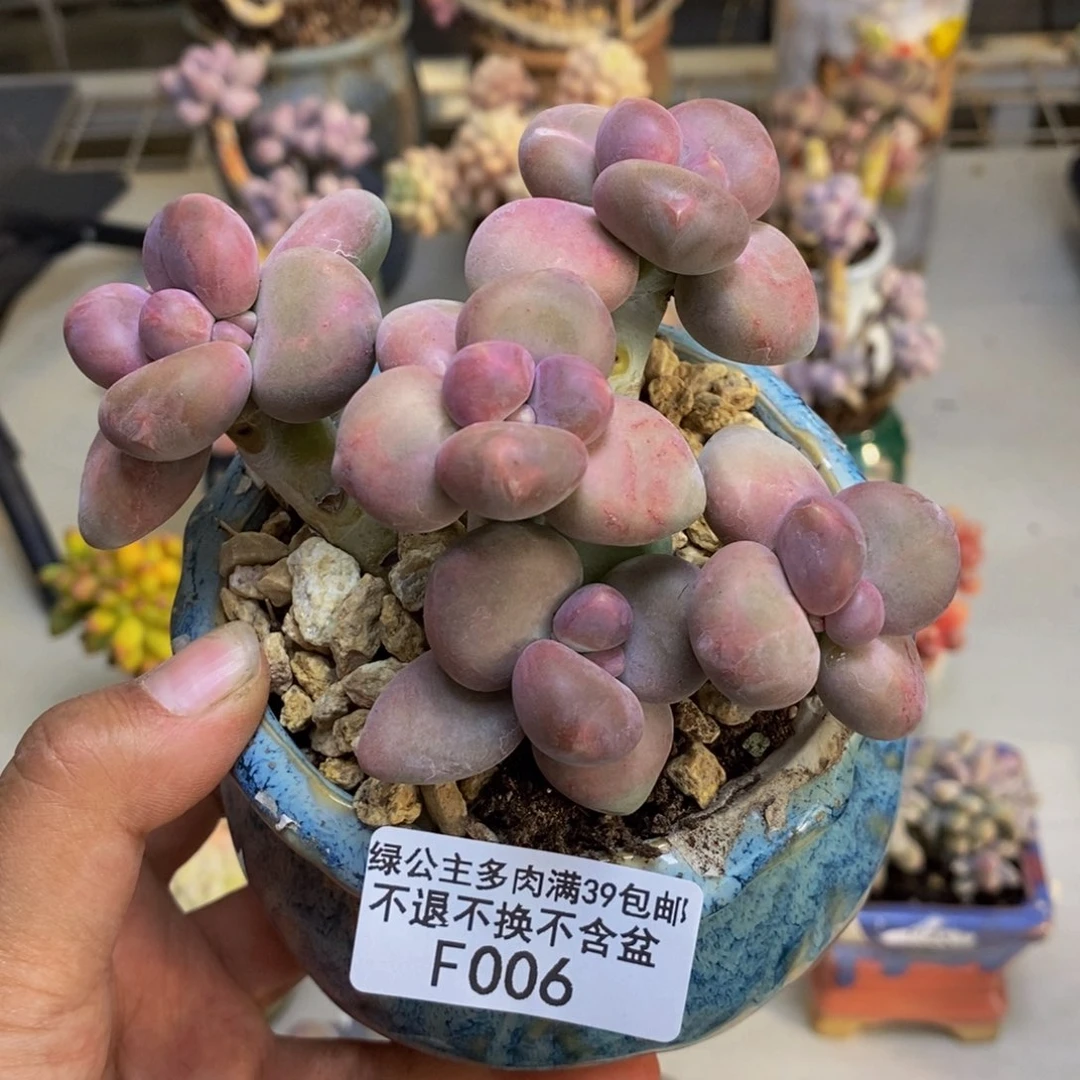 006芒果奶二代多肉8c m