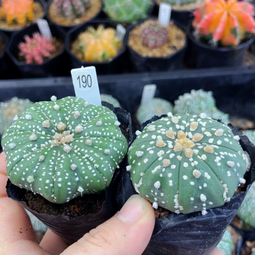 饮**水盆 5公分满25包邮裸根发货