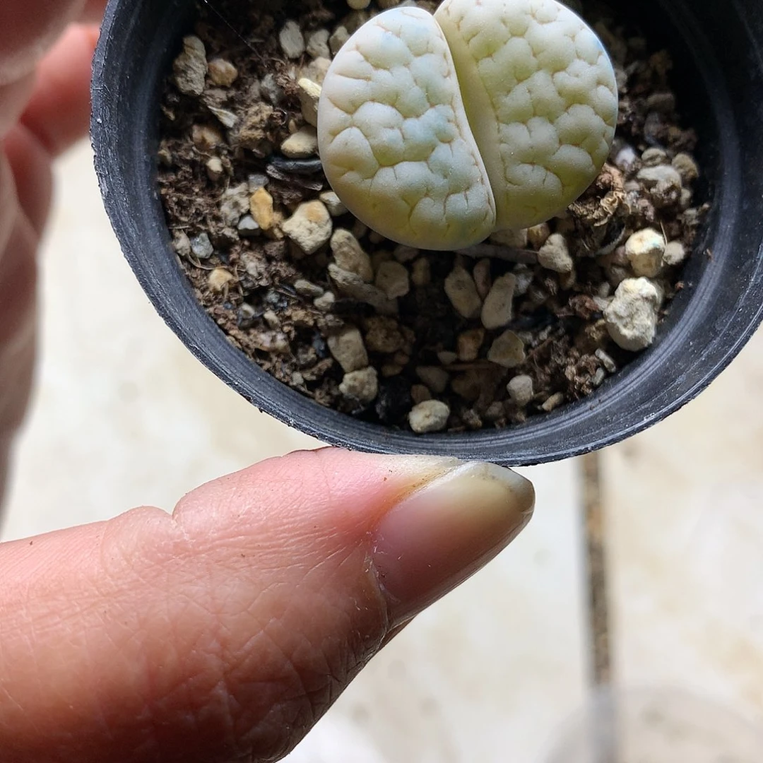 A424多肉植物保护