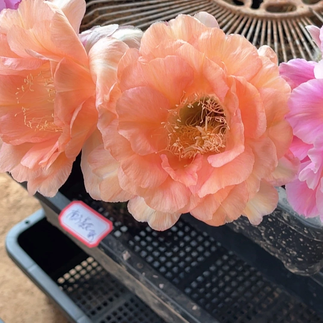 彩温柔侧芽 歪 满20包邮5公分左右