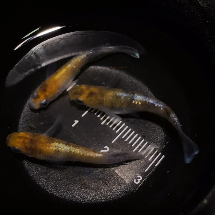 青鳉鱼一物一拍730