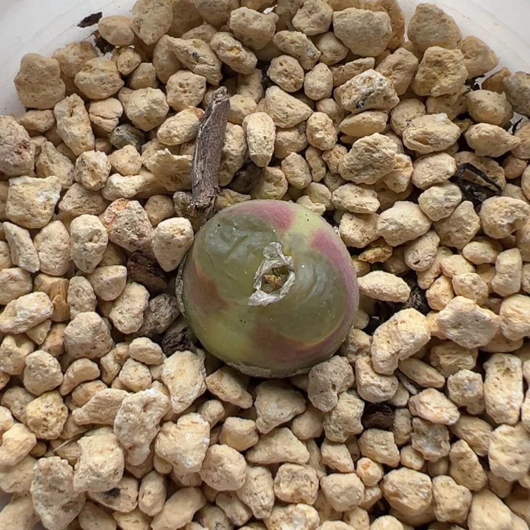 多肉植物175号雪茄