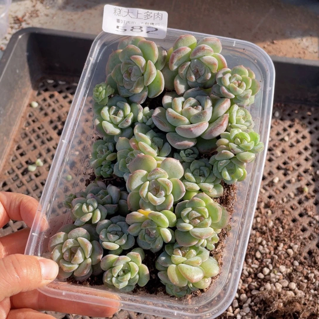 糕大上多肉植物582