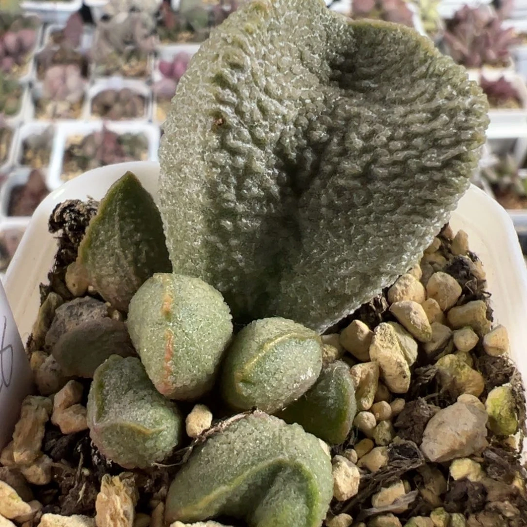 实生新品大苗多肉植物水泡