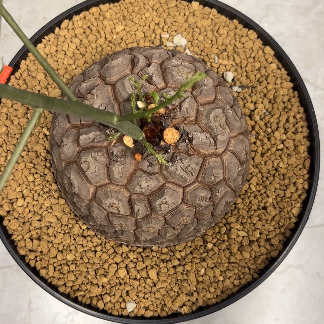 精品盆栽养定的龟甲龙111号