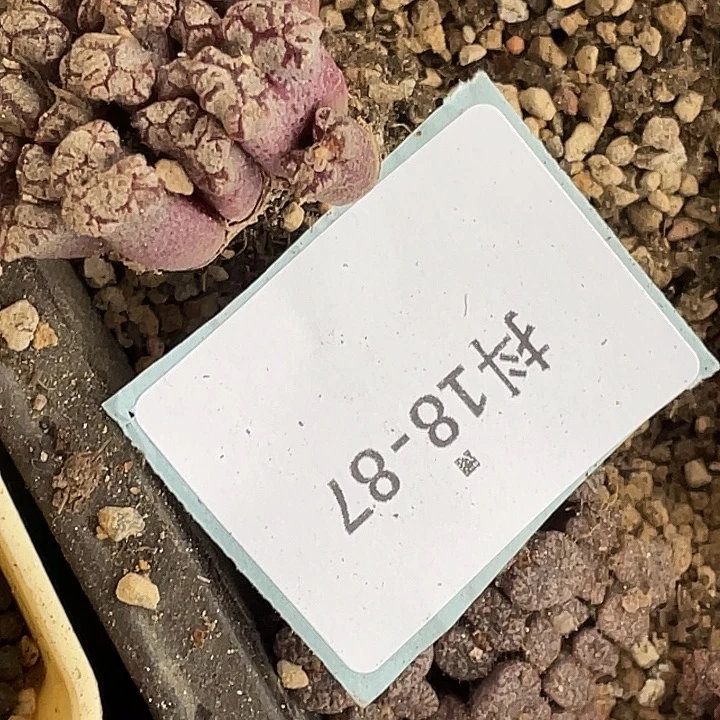 M***u18-87肉锥肉植物勋章