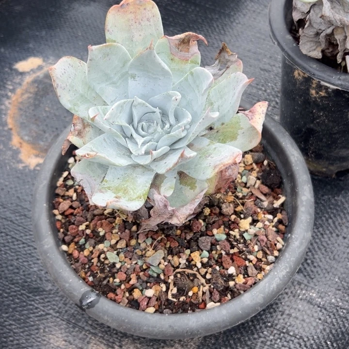 l***3谢谢姐姐～一物一拍0688