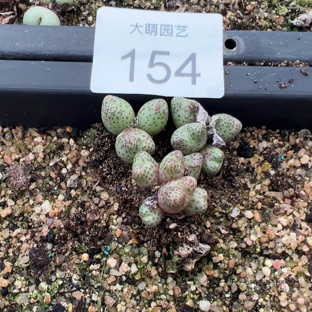 嘿***！一物一拍。   3颗。154