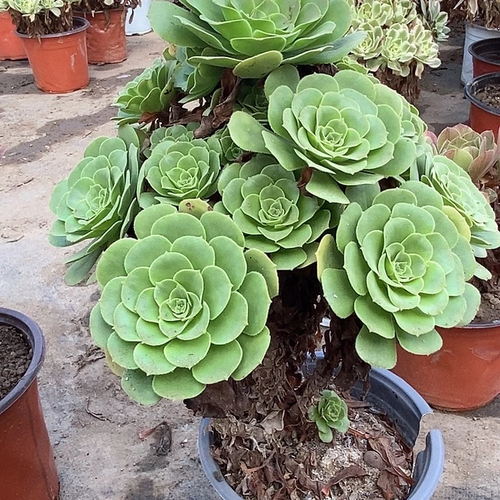 15琉璃多肉植物法师