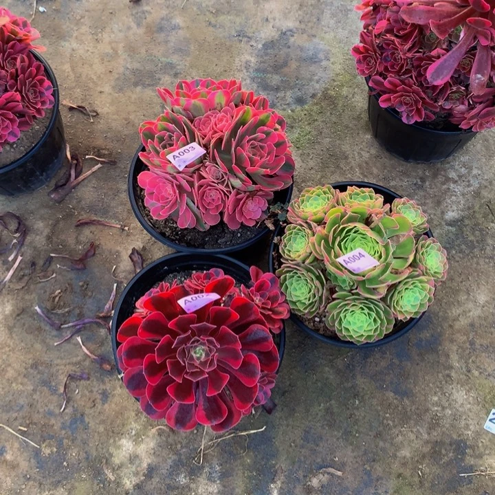 002美杜莎003粉女巫004奶白锦