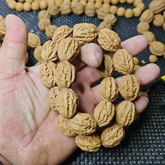 用***7木质类纯野生山核桃