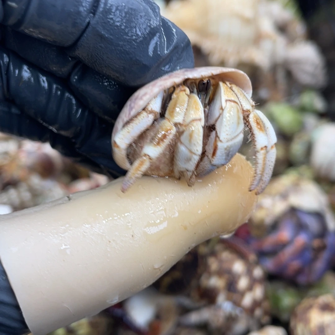 不退不换活体宠物11