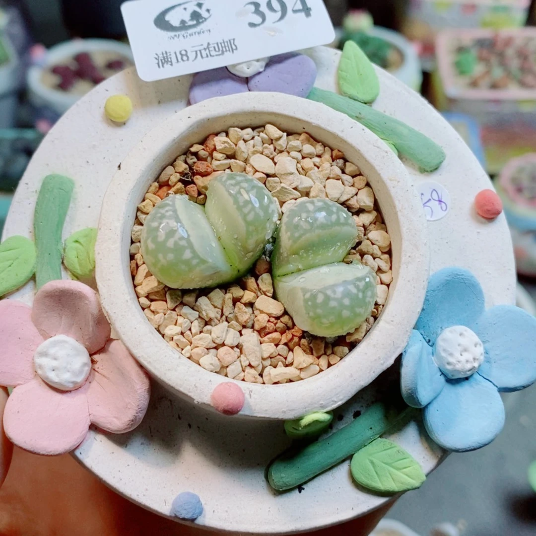 生石花花花花花花花394
