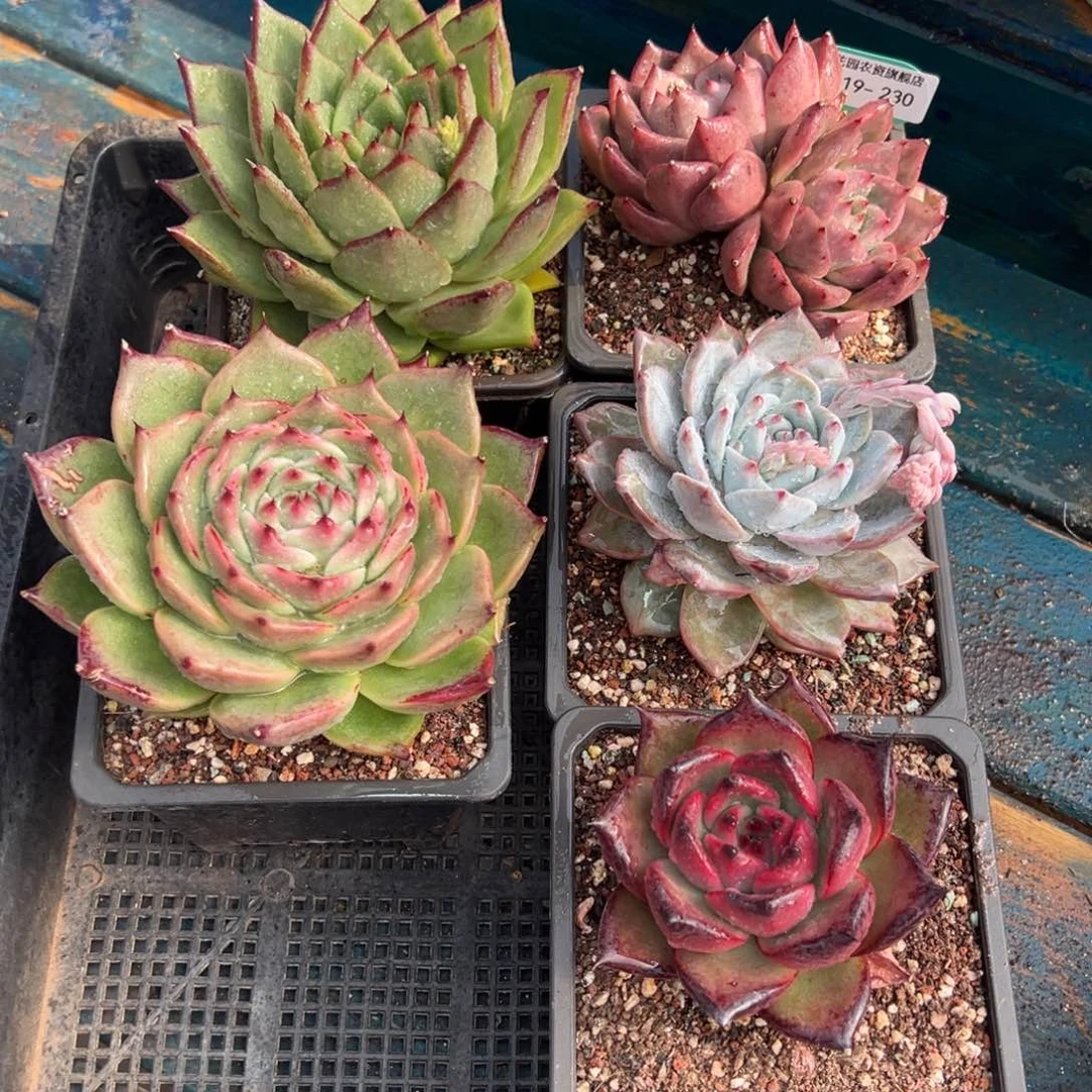 从前慢多肉精选编号0119.230