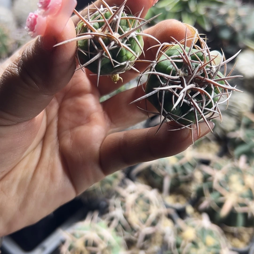 实生碧岩仙人球6666666