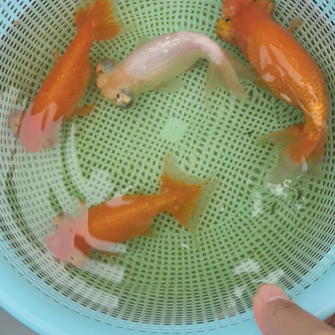 望天球金鱼四条金鱼四条