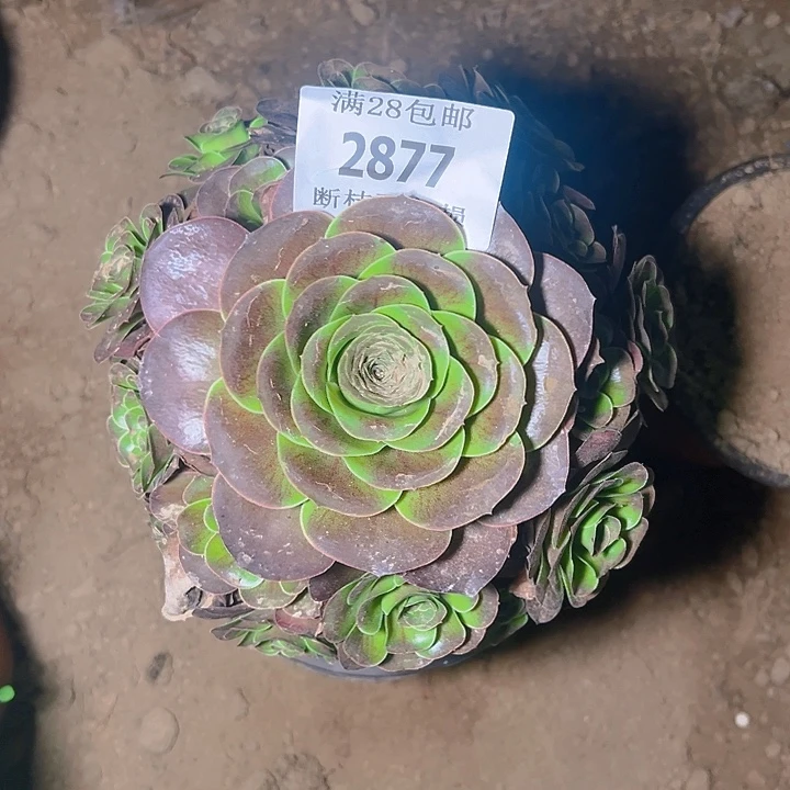 2877魅金玫瑰多肉植物