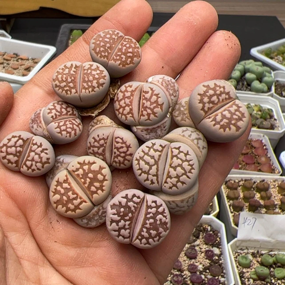 【闪购商品】00000014