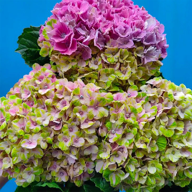 1.5加仑【魔幻珊瑚】露天老桩大苗绣球 阳台庭院四季开花新手好养