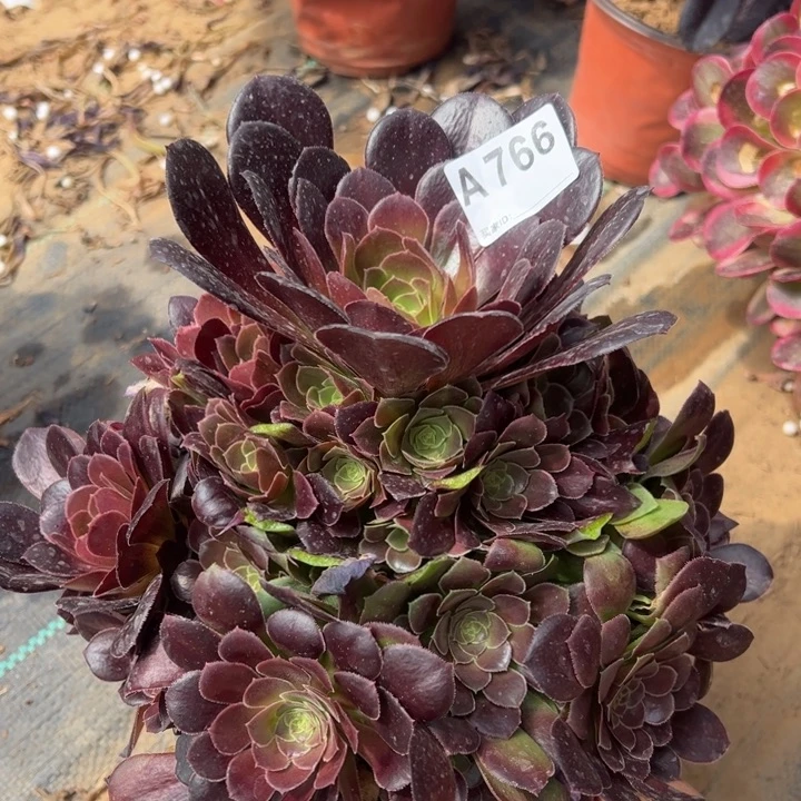 荷兰玫瑰多肉植物766