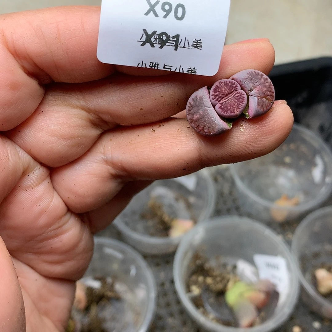 X90多肉植物保护研究所