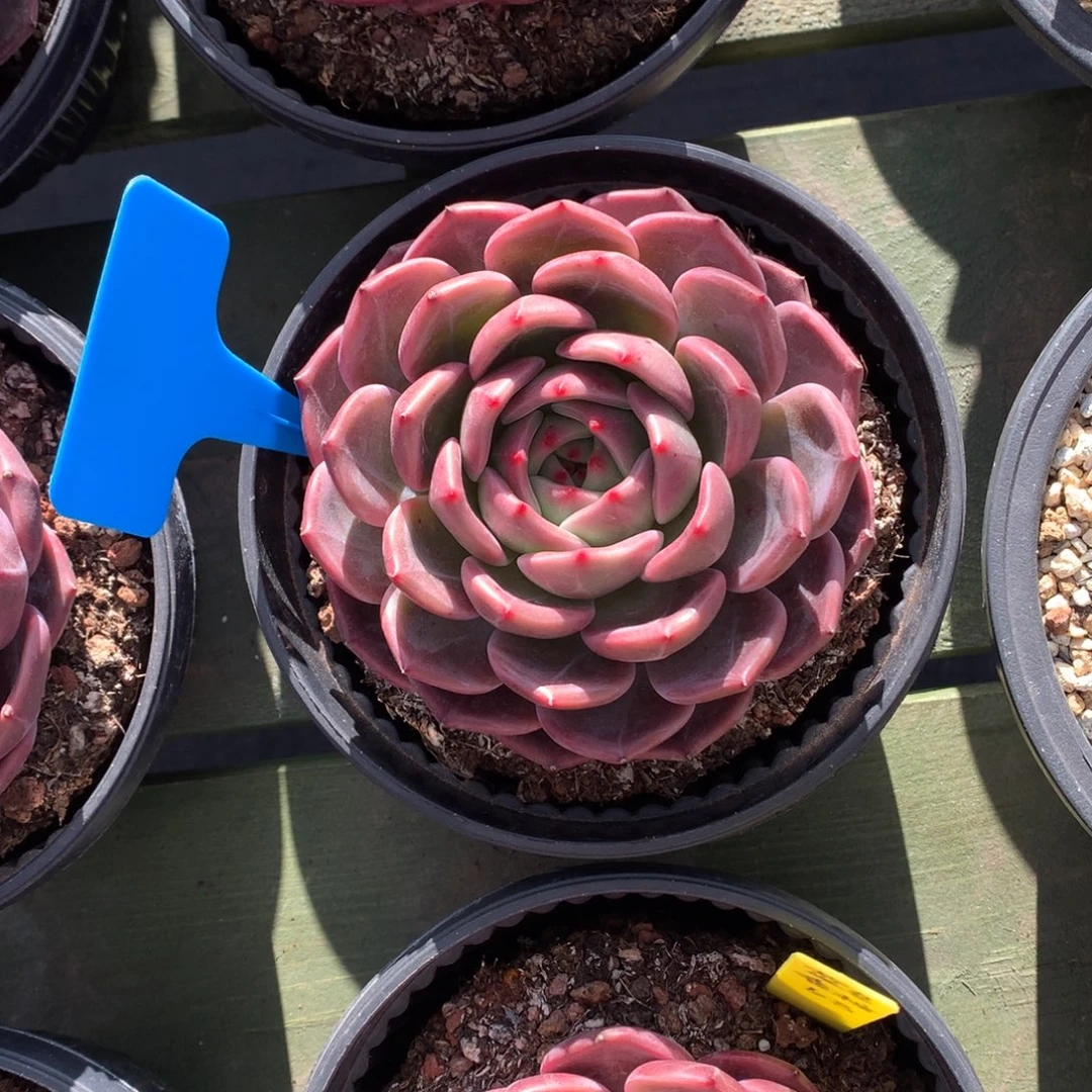 蓝鸟香槟 单头 一颗