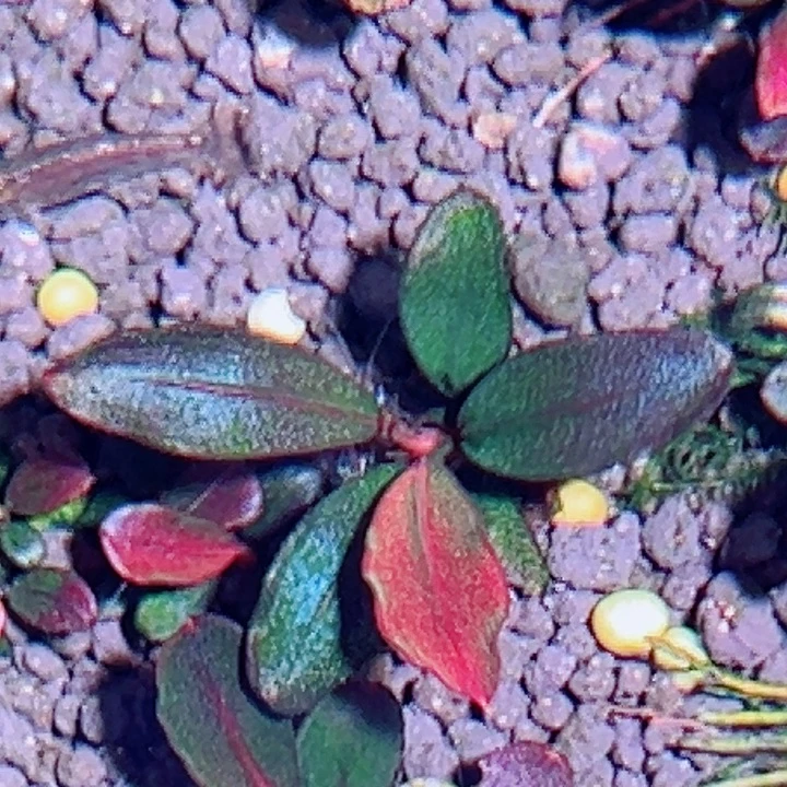 福利57福利一头植物