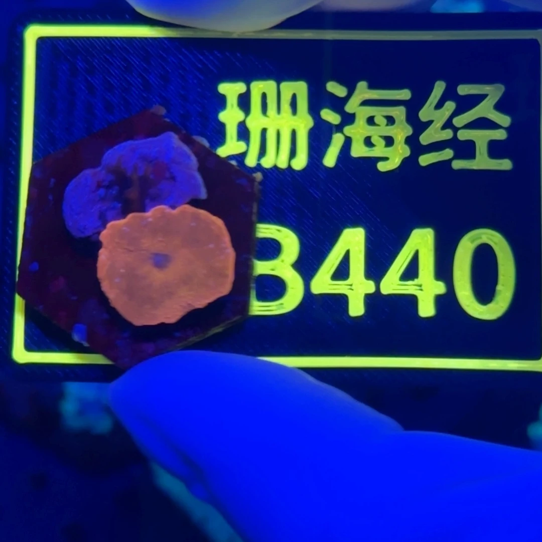 纽扣珊瑚然*又又不包邮菇B440