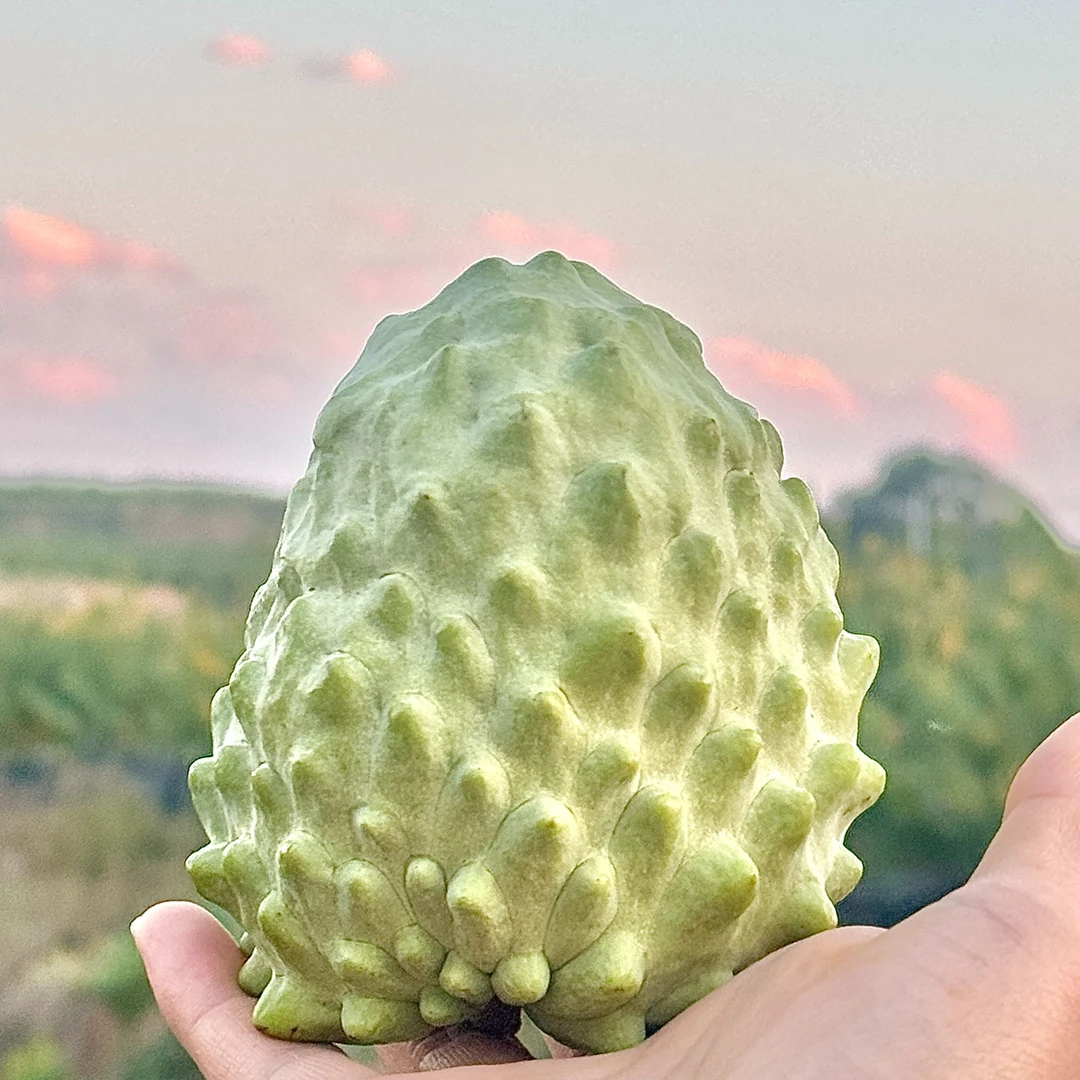 中通快递 +【放软食用】云南牛奶凤梨释迦果时令鲜果树上冰淇淋