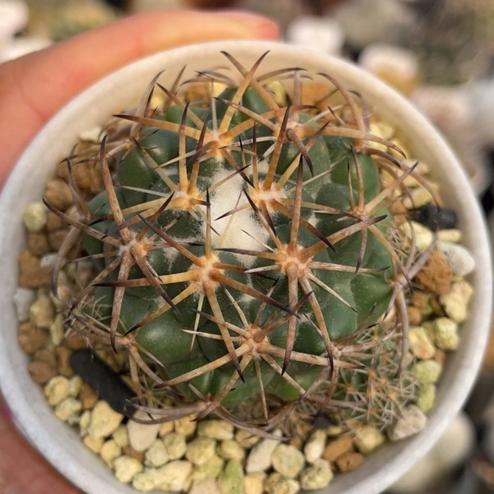 雪顶天司         实生根