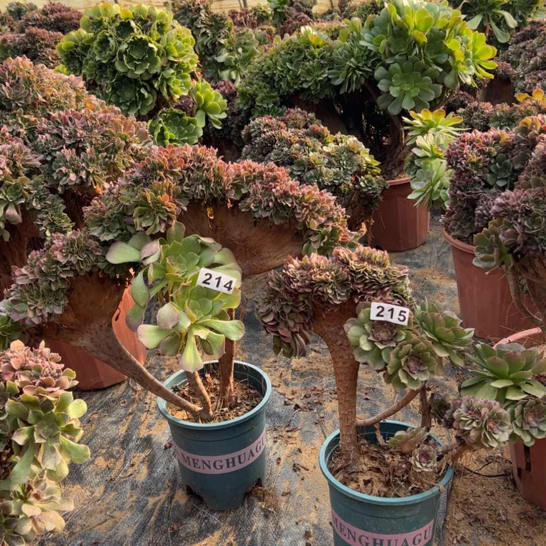 有伤两颗214.215玫瑰，万缀