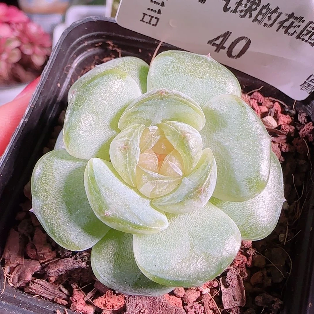 0811-,-40若画糖心珍妮