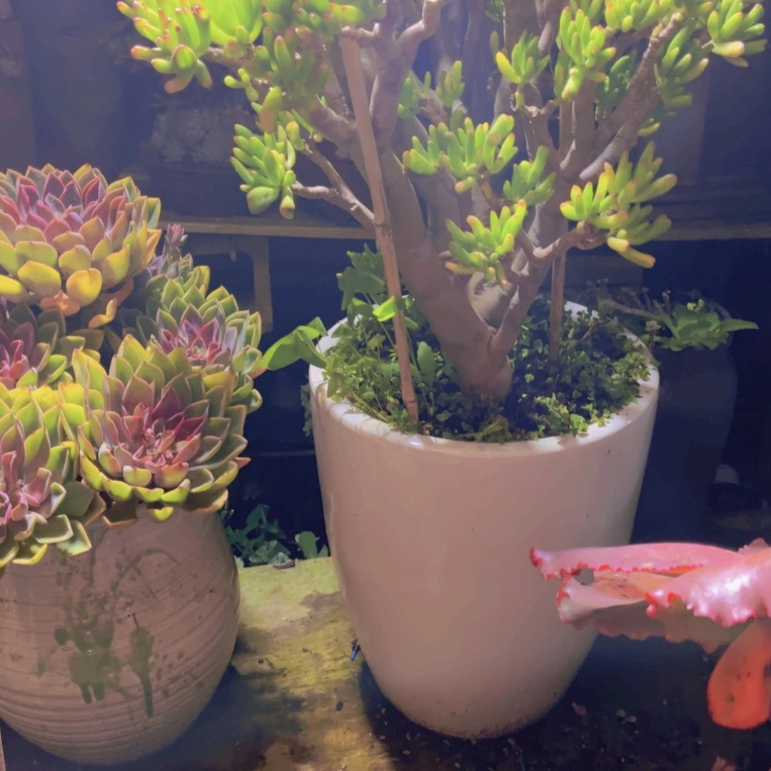 幸***人多肉植物保护研究所所长的