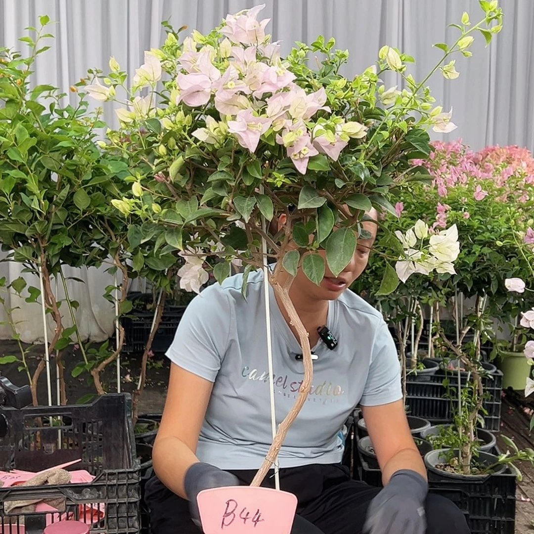 H***姐当前无花栽培后可以开花B44苹果花