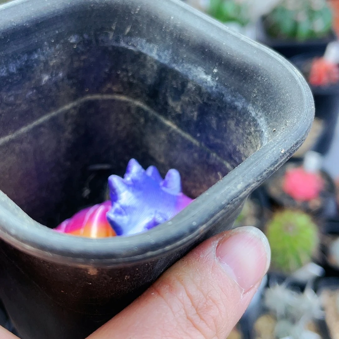 小*?非偏远地区满25裸根发货仙人球