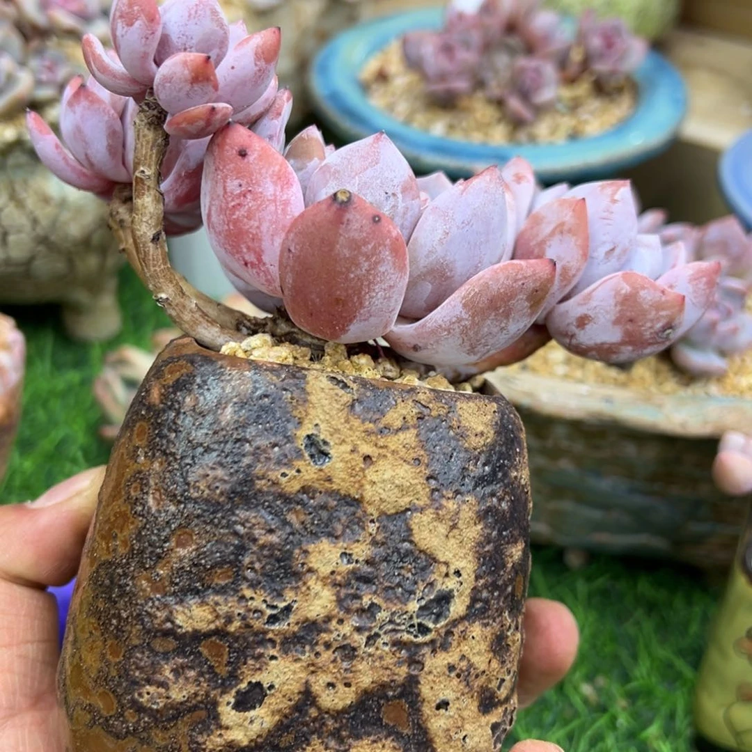 啊石榴籽星影小树福利